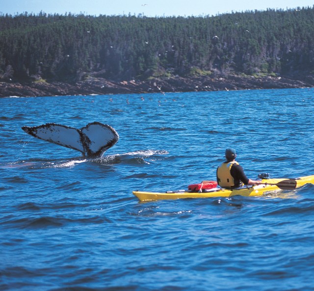 Photo courtesy of courtesy Newfoundland and Labrador Tourism